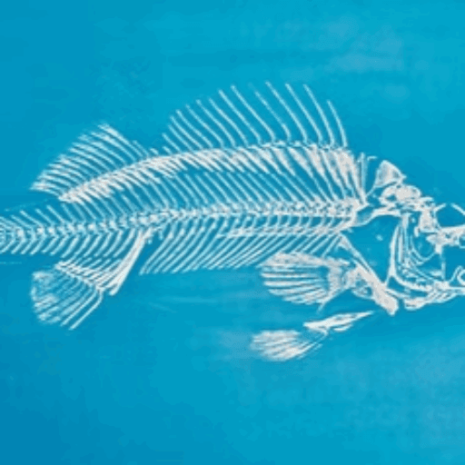 Unser neues Motiv: Fisch